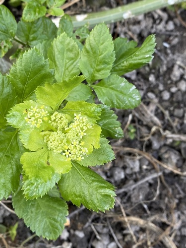 Smyrnium olusatrum (Alexanders)