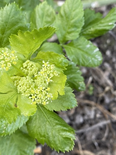 Smyrnium olusatrum (Alexanders)