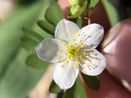 Enemion biternatum (false rue anemone) (alternate view 3)