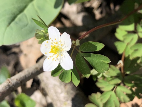 Enemion biternatum (false rue anemone) (alternate view 4)