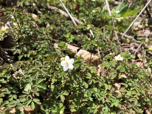 Enemion biternatum (false rue anemone) (alternate view 5)