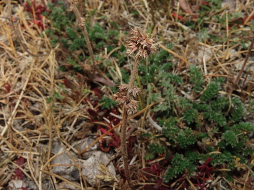 Acaena (Bidibid) (alternate view 6)
