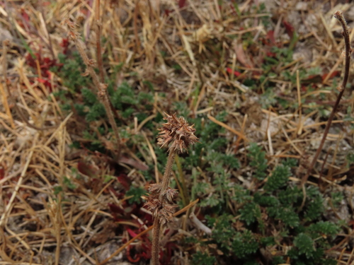 Acaena (Bidibid) (alternate view 7)