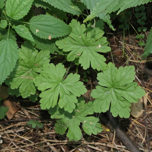 Geranium macrorrhizum (Bigroot Geranium)