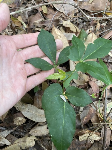 Clematicissus opaca (Pepper Vine) (alternate view 7)