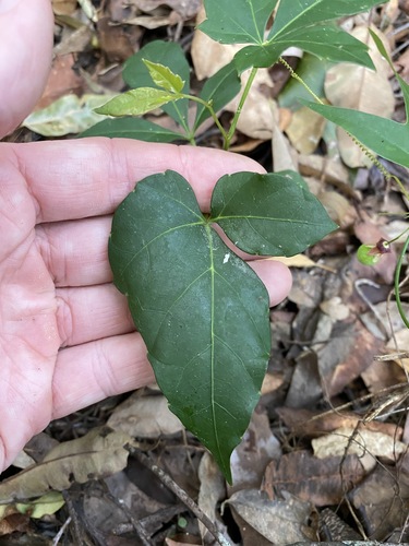Clematicissus opaca (Pepper Vine) (alternate view 8)