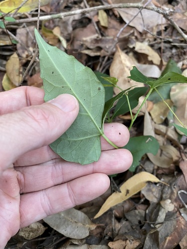 Clematicissus opaca (Pepper Vine) (alternate view 9)