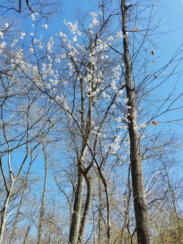 Prunus mexicana (Mexican Plum)