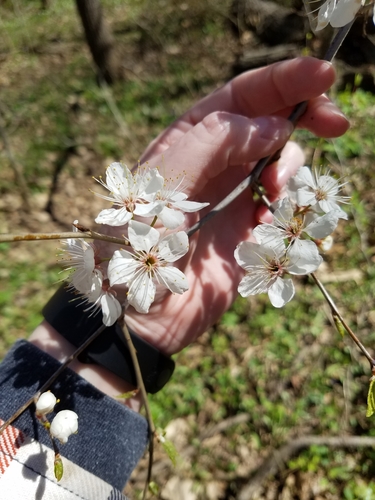 Prunus mexicana (Mexican Plum) (alternate view 2)