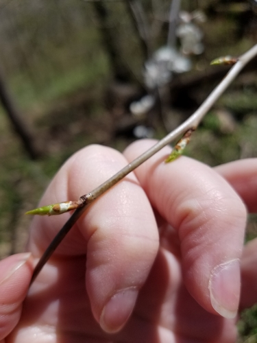 Prunus mexicana (Mexican Plum) (alternate view 4)