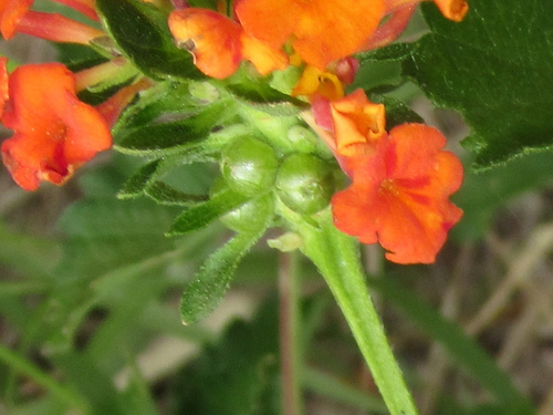 Lantana urticoides (Texas lantana) (alternate view 4)
