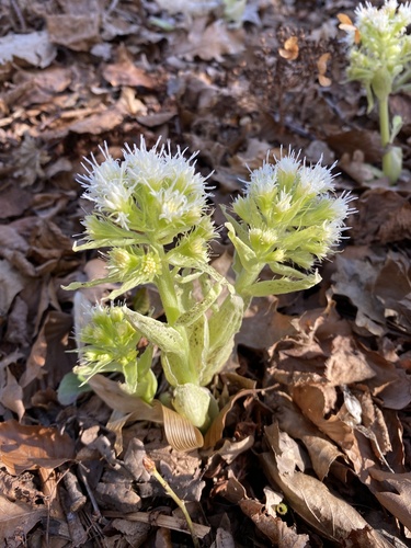 Petasites albus (White Butterbur) (alternate view 5)