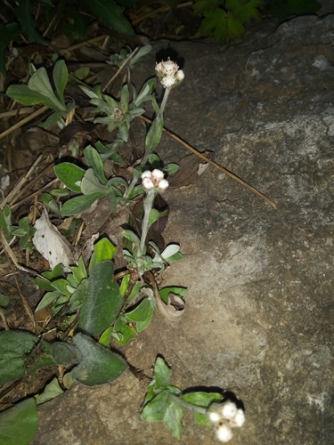 Antennaria plantaginifolia (plantain-leaved pussytoes) (alternate view 4)