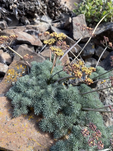 Lomatium (Biscuitroots)