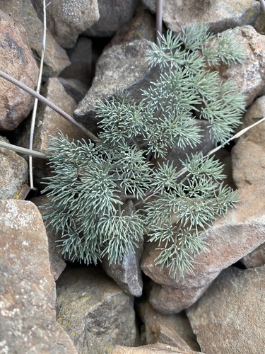 Lomatium (Biscuitroots) (alternate view 2)