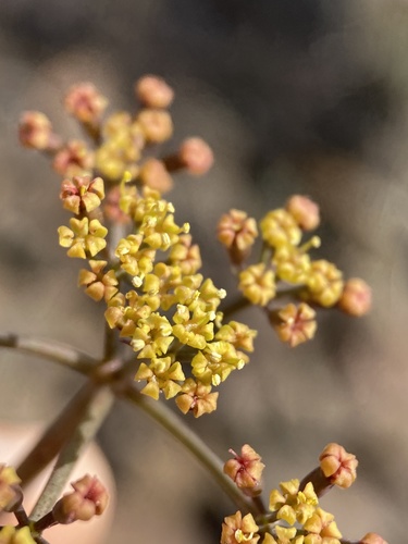 Lomatium (Biscuitroots) (alternate view 3)