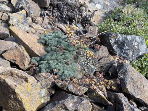 Lomatium (Biscuitroots) (alternate view 4)