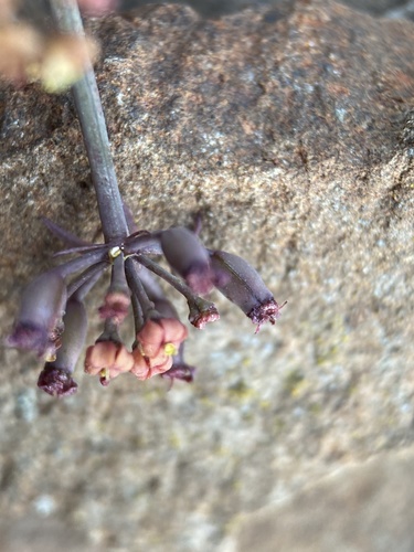 Lomatium (Biscuitroots) (alternate view 5)