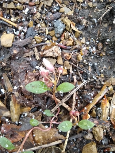 Claytonia caroliniana (Carolina Springbeauty) (alternate view 8)