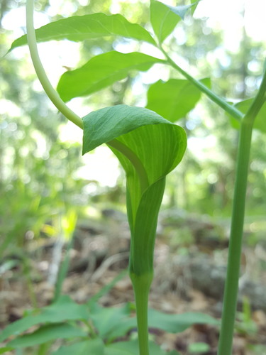 Arisaema dracontium (green dragon) (alternate view 5)