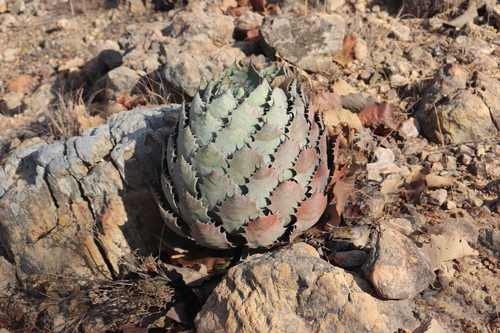 Agave (century plants) (alternate view 5)