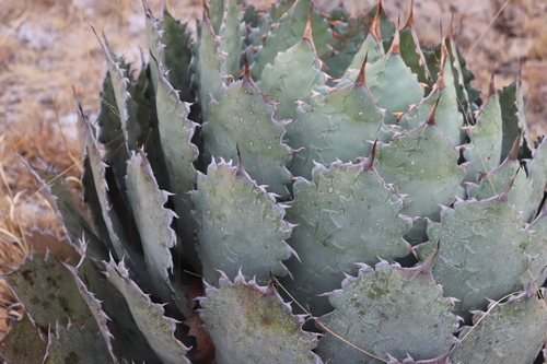 Agave (century plants) (alternate view 6)