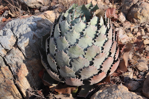 Agave (century plants) (alternate view 7)