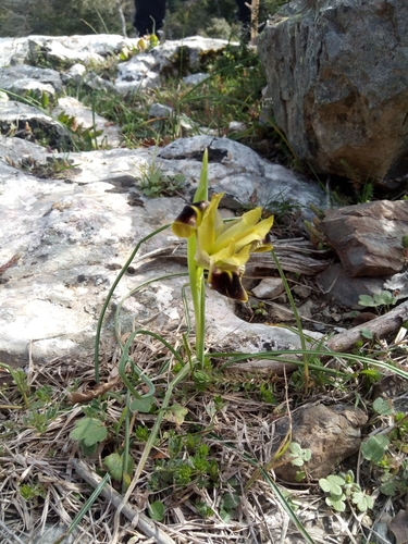 Iris tuberosa (alternate view 7)