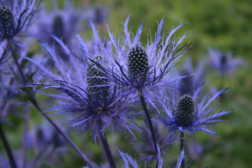 Eryngium alpinum (Alpine Sea Holly) (alternate view 5)