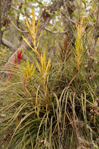 Tillandsia fasciculata (cardinal airplant)