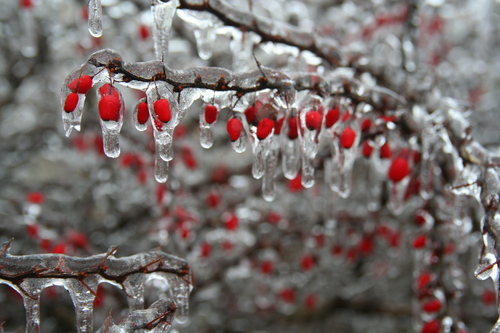 Berberis thunbergii (Japanese barberry) (alternate view 8)