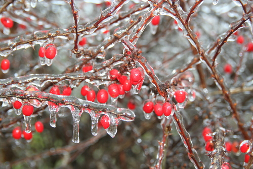 Berberis thunbergii (Japanese barberry) (alternate view 9)