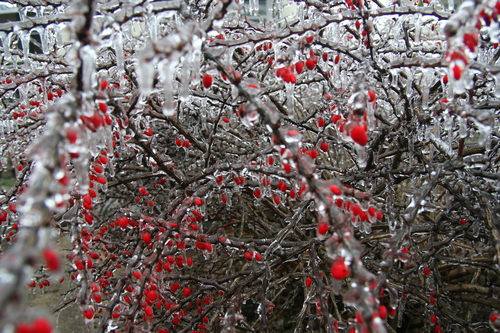 Berberis thunbergii (Japanese barberry) (alternate view 10)