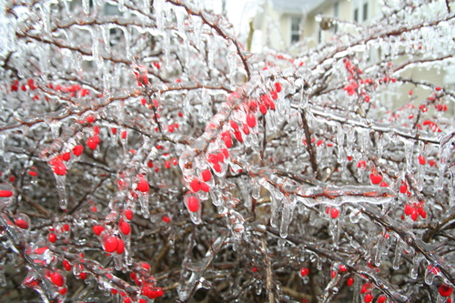 Berberis thunbergii (Japanese barberry) (alternate view 11)