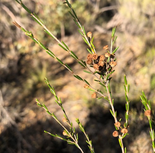Hysterobaeckea behrii (Broom Baeckea) (alternate view 3)