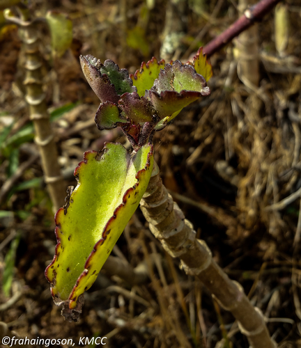 Kalanchoe (Kalanchoes) (alternate view 6)