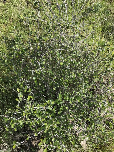 Cercocarpus betuloides (Birchleaf Mountain Mahogany) (alternate view 4)