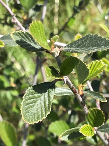 Cercocarpus betuloides (Birchleaf Mountain Mahogany) (alternate view 5)