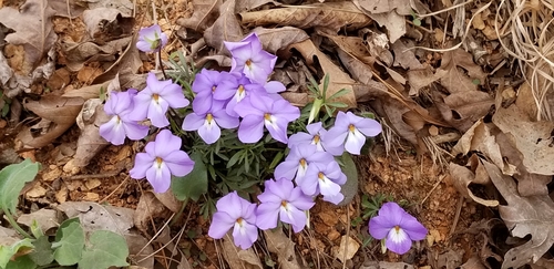 Viola pedata (bird's foot violet) (alternate view 5)