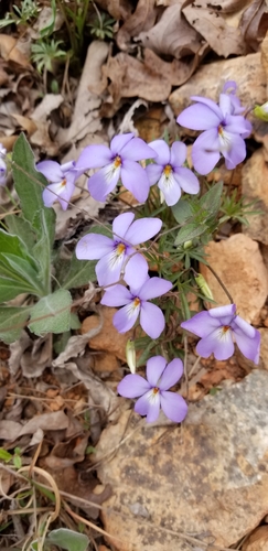 Viola pedata (bird's foot violet) (alternate view 4)