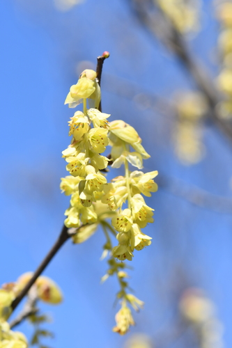 Corylopsis sinensis (Chinese Winter Hazel)