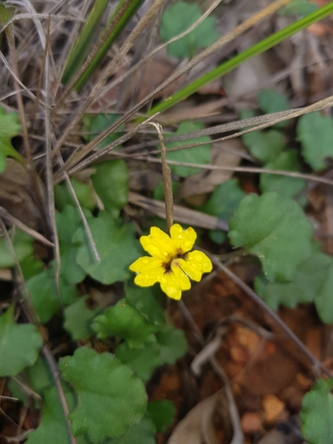 Goodenia rotundifolia (Star Goodenia) (alternate view 9)