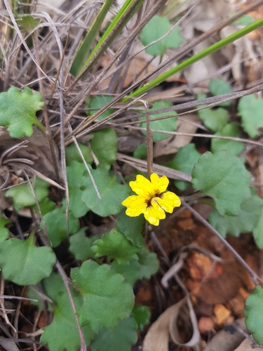 Goodenia rotundifolia (Star Goodenia) (alternate view 10)