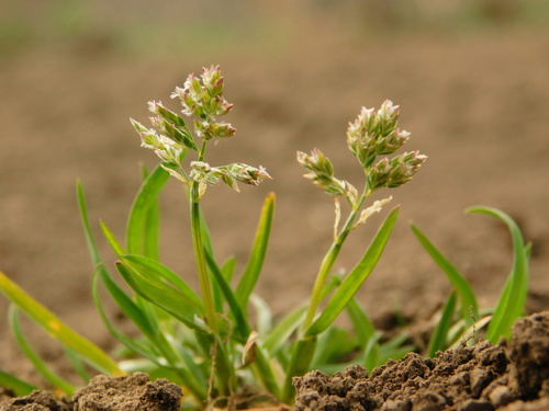 Poa annua (annual bluegrass) (alternate view 3)