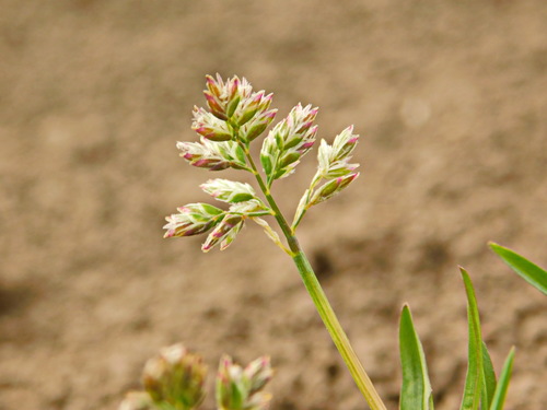 Poa annua (annual bluegrass) (alternate view 4)