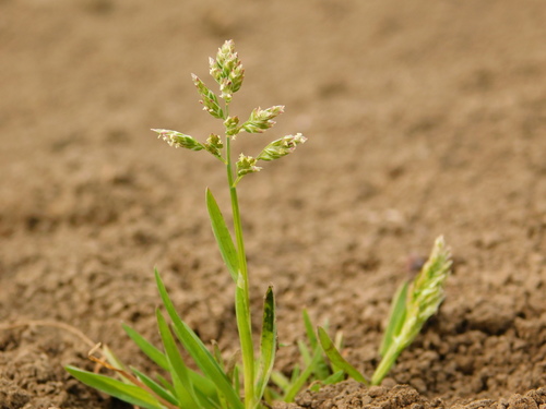 Poa annua (annual bluegrass) (alternate view 5)