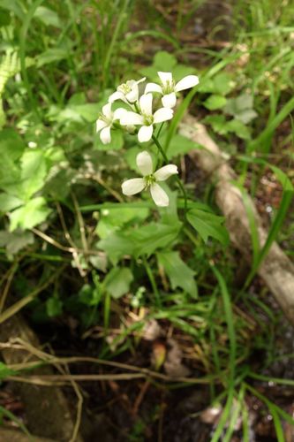 Cardamine bulbosa (bulbous cress)