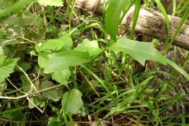 Cardamine bulbosa (bulbous cress) (alternate view 2)