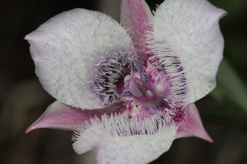Calochortus tolmiei (Tolmie's pussy ears) (alternate view 7)