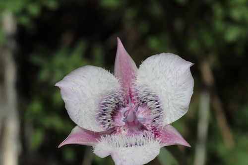 Calochortus tolmiei (Tolmie's pussy ears) (alternate view 8)